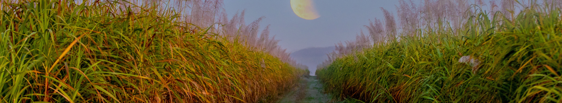 Proserpine Cane Fields